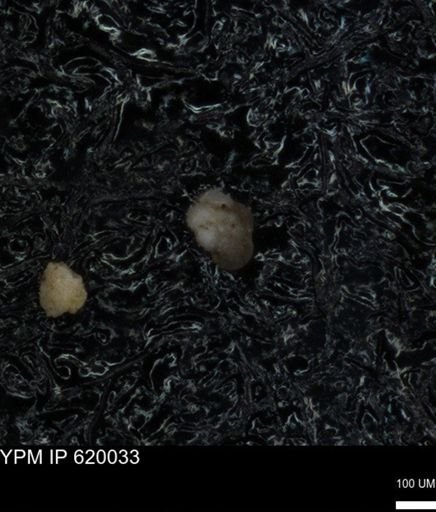 undet. Foraminiferida