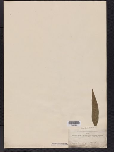 Dryopteris