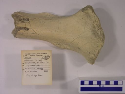 Teleoceras fossiger