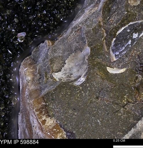 undet. Mollusca