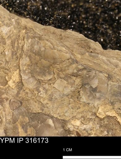 undet. Mollusca