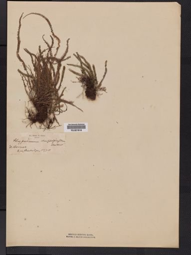 Polypodium