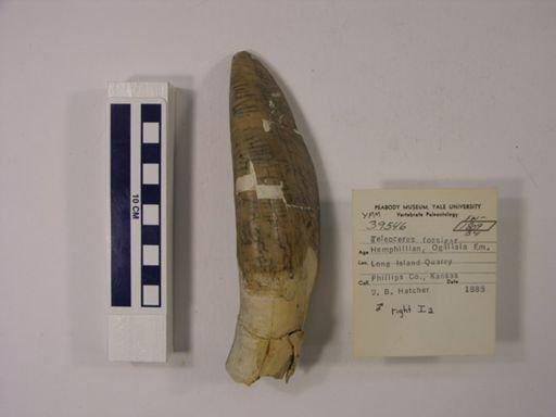 Teleoceras fossiger