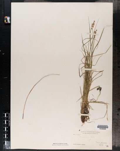 Carex sterilis