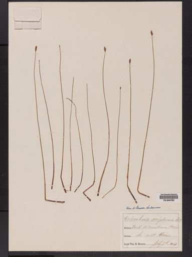 Eleocharis uniglumis