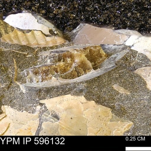 Sphenodiscus sp.