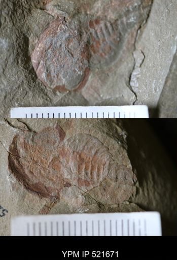 undet. Xiphosurida