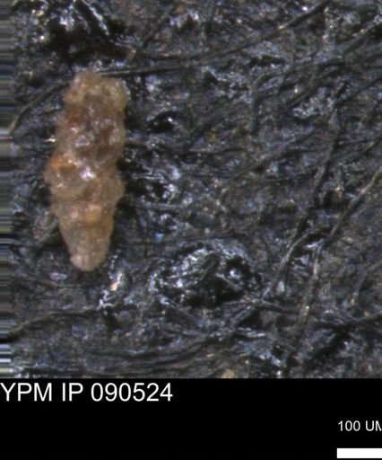 Verneuilinoides hectori