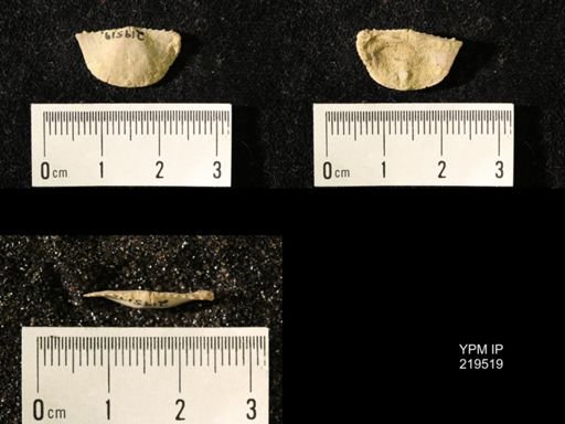 Chonetes granulifer