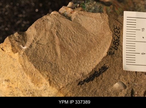 Discoscaphites sp.