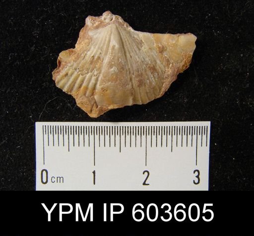 Syringothyris principalis