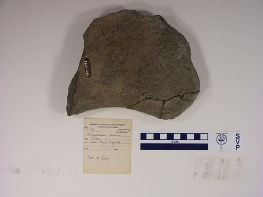 Ichthyosaurus communis