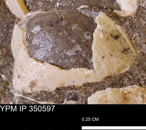 Limopsis striatopunctatus