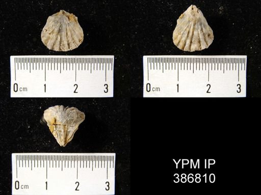 Meekella skenoides