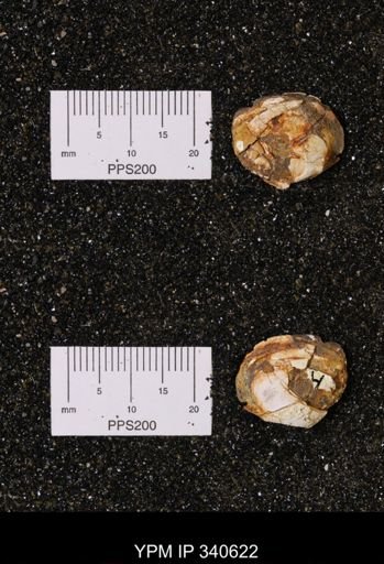 Corbicula sp.