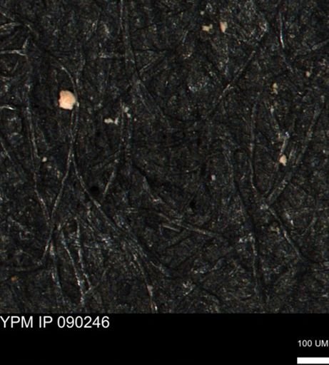 Inoceramus sp.