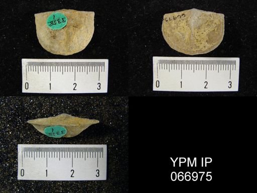 Strophonella reversa