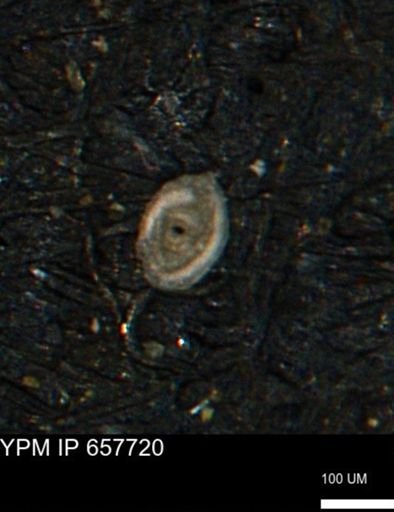 Spirolocammina subcircularis