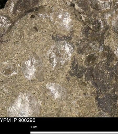 Anomia gryphorhyncha