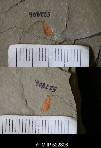 Chelicerata