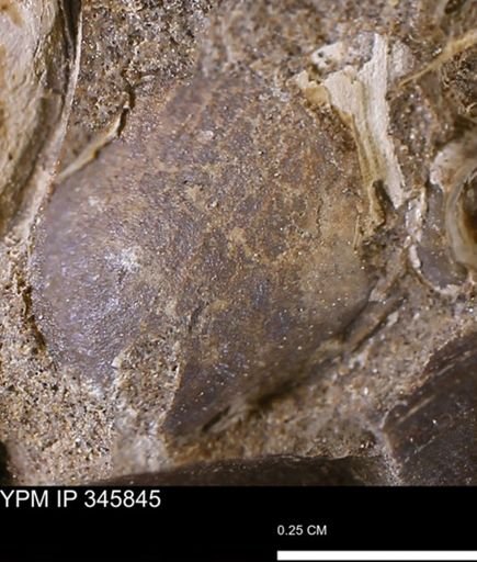 undet. Bivalvia