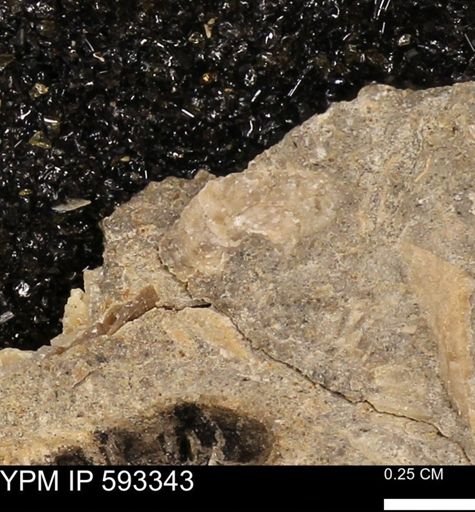 undet. Bivalvia