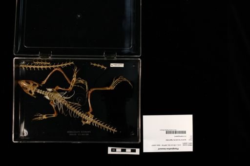 Physignathus lesueurii