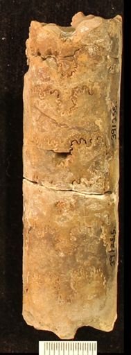 Baculites