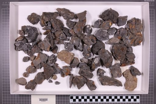 mixed taxa, stratigraphic collection