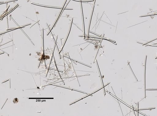 Tedania suctoria