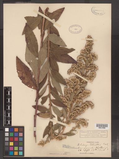 Solidago latissimifolia