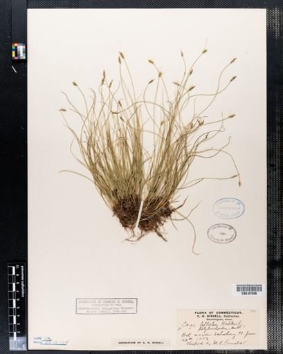 Carex leptalea