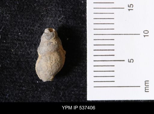Goniobasis ortmanni
