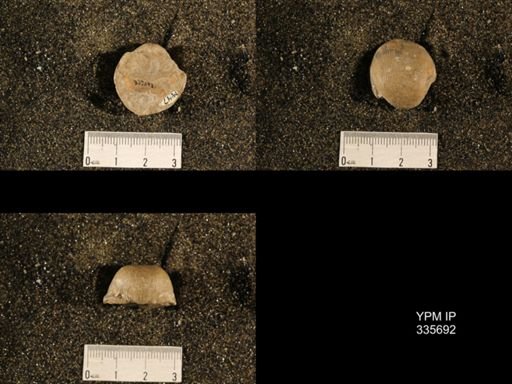 Linoproductus ovatus
