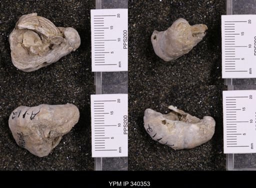 Gryphaea marcoui