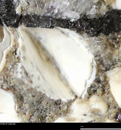 Corbulamella gregaria