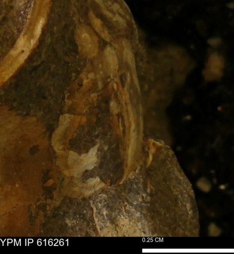 Protocardia subquadrata