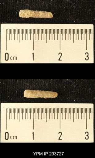 Archaeocidaris sp.