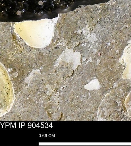 undet. Mollusca