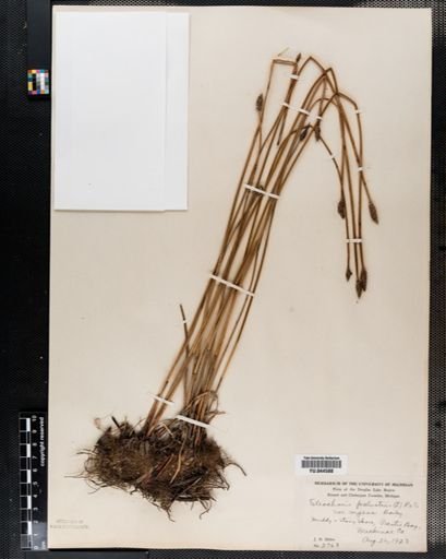Eleocharis palustris