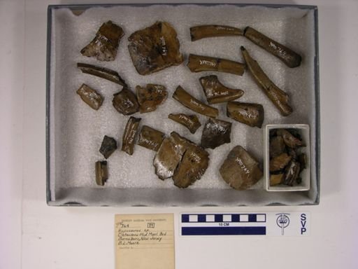 Hyposaurus rogersii