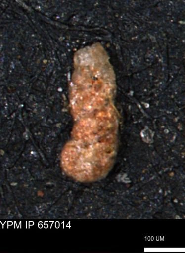 Ammobaculites obliquus
