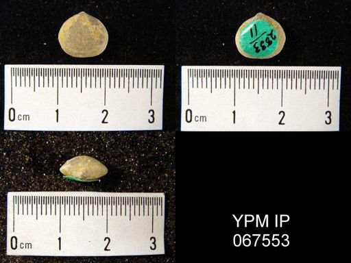 Rhipidomella oblata emarginata