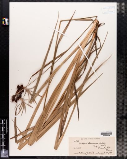 Scirpus atrovirens