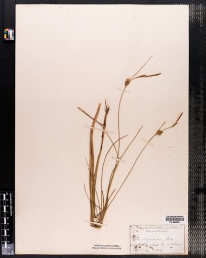 Carex oligosperma