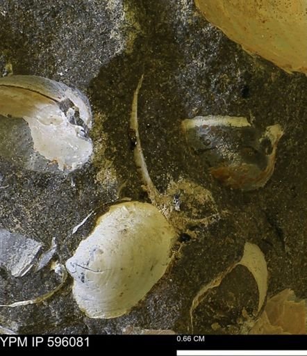 undet. Bivalvia