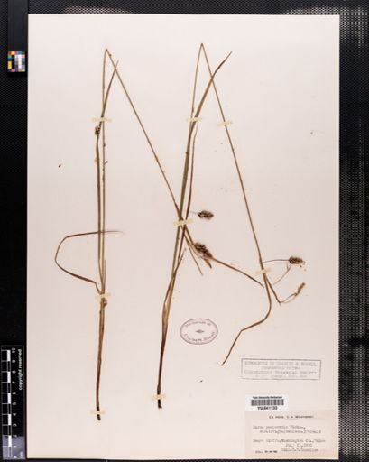 Carex paupercula