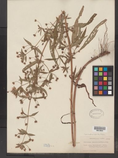 Plantae