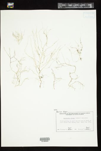 Laurencia obtusa