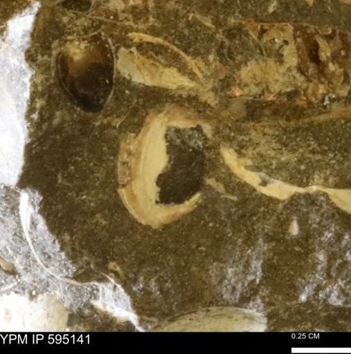 Protocardia sp.